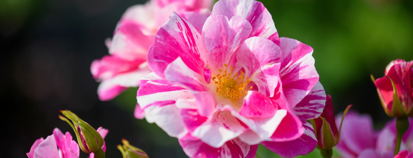 An Evening with David Austin Roses An Evening with David Austin Roses